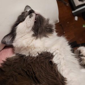 Meet your Posher, Emma